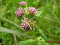 Nepal Knotweed